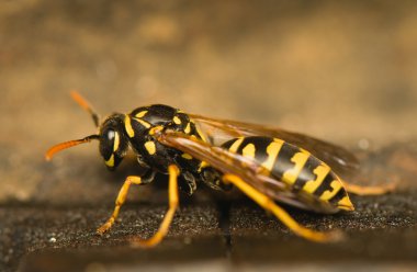 Wasp tehlike