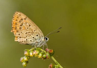 Lycaena alciphron