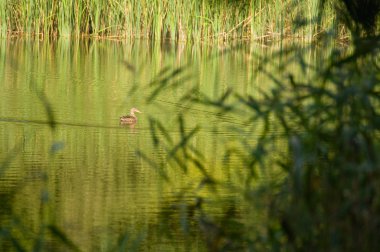 Göl, yeşilbaş ördek ve kamış