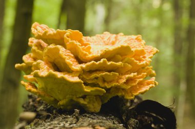 amiral gemisi çok büyük, meripilus giganteus