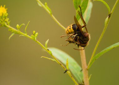 Avrupa hornet, vespa crabro