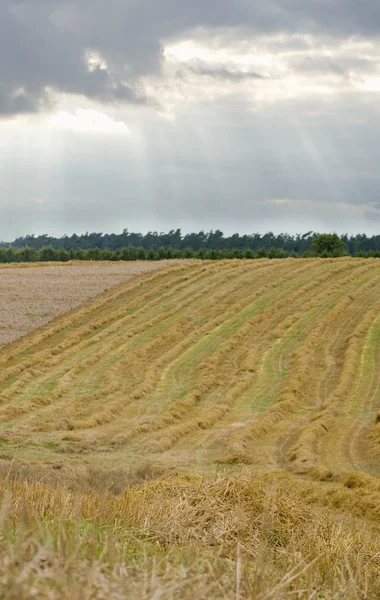 Fält och himmel — Stockfoto