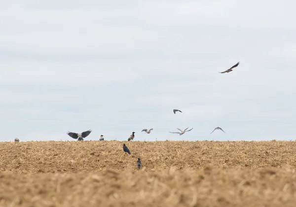 Hooded crow, kråka, corvus cornix — Stockfoto