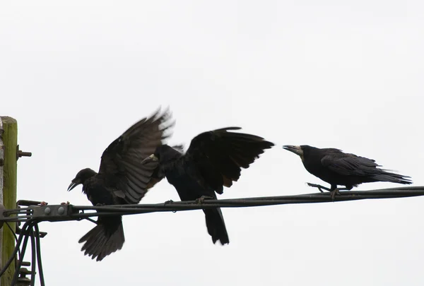 Corvus frugilegus — Stok fotoğraf