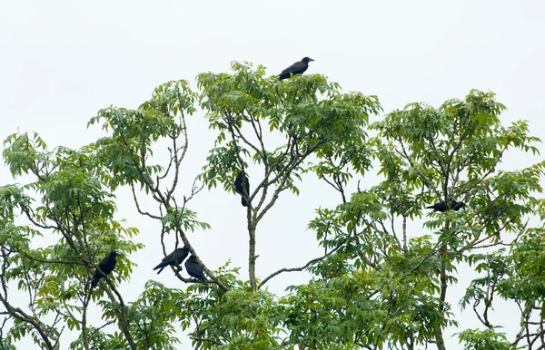 Corvus frugilegus — Fotografia de Stock