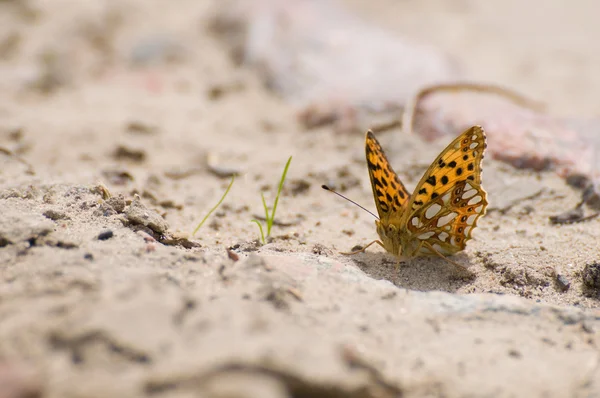 Issoria lathonia — Stok fotoğraf