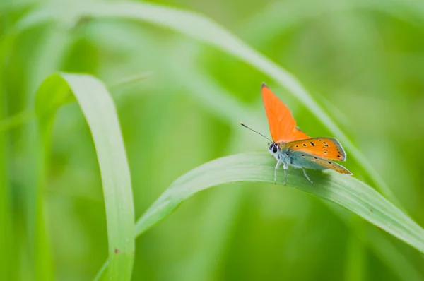 Lycaena virgaureae — Stok fotoğraf