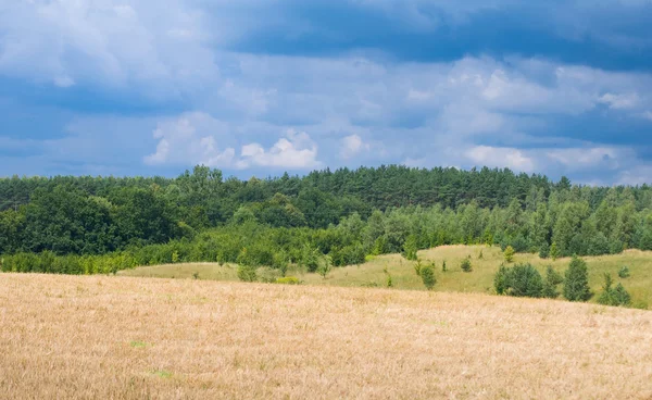 Fältet, himlen och skog — Stockfoto