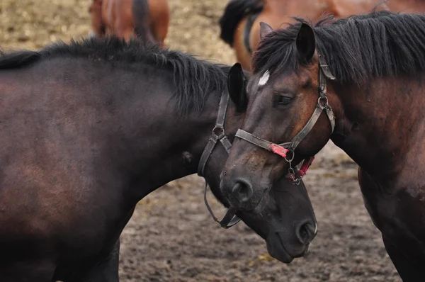 Beautiful horse — Stock Photo, Image