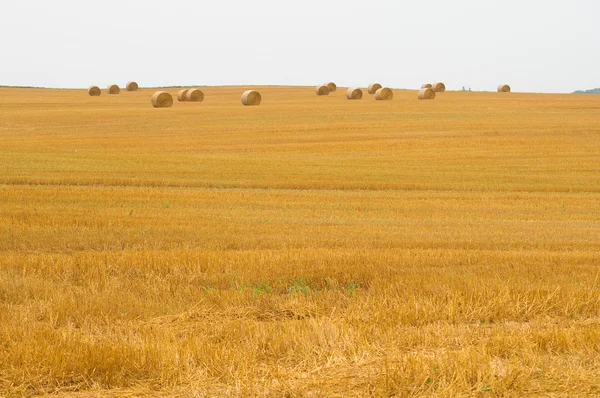 Field harvest — Stock Photo, Image