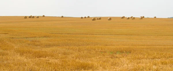 Veld oogst — Stockfoto