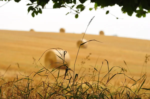 Veld oogst — Stockfoto