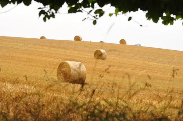 Veld oogst — Stockfoto