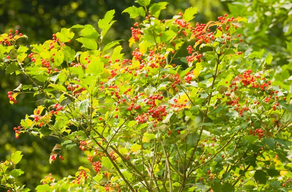 Viburnum opulus — Stock Photo, Image