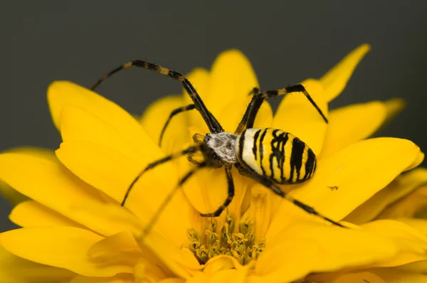 Vespa, Argiope bruennichi — Fotografia de Stock