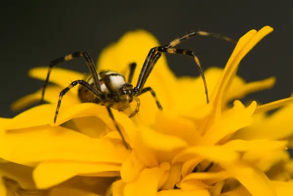 Wasp, Argiope bruennichi — Stockfoto
