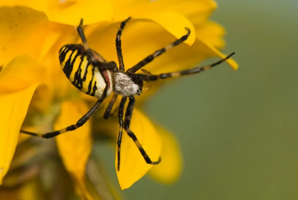 Wasp, Argiope bruennichi — Stock Photo, Image