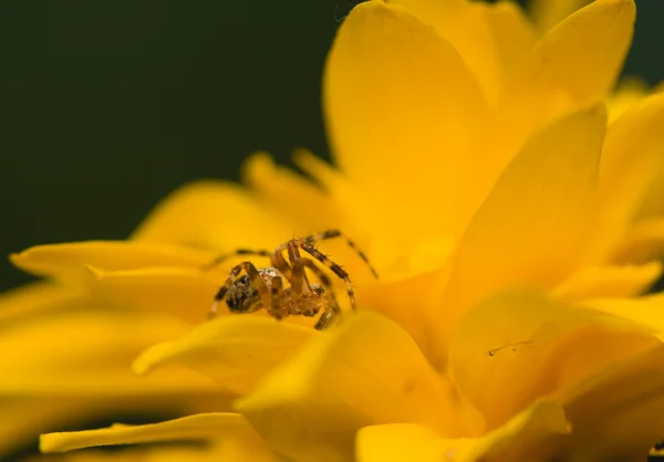 Araneidae aranha pequena — Fotografia de Stock