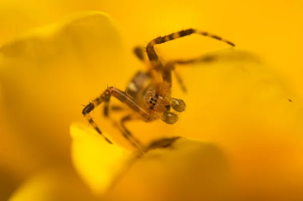 Araneidae aranha pequena — Fotografia de Stock