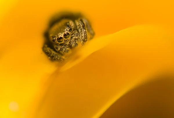 Aranha saltitante — Fotografia de Stock