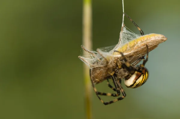 Vespa, Argiope bruennichi — Foto Stock