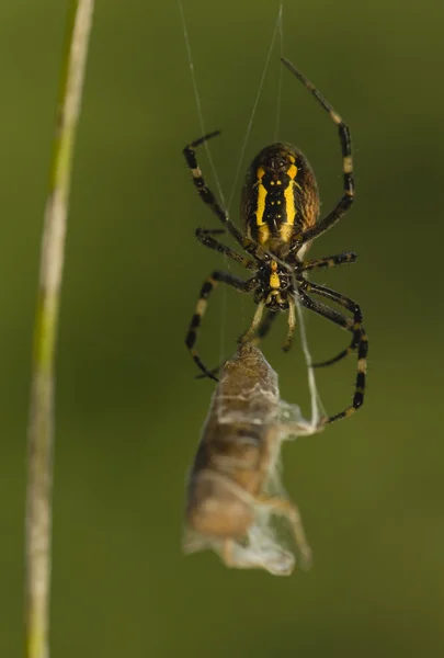 Eşek arısı, argiope bruennichi — Stok fotoğraf