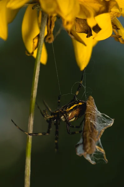 Vespa, Argiope bruennichi — Fotografia de Stock