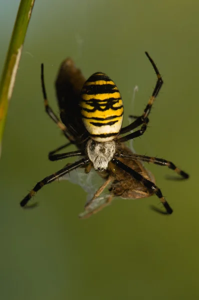 コガネグモのスズメバチ — ストック写真