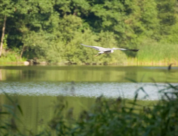 Gray heron — Stock Photo, Image