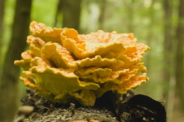 amiral gemisi çok büyük, meripilus giganteus