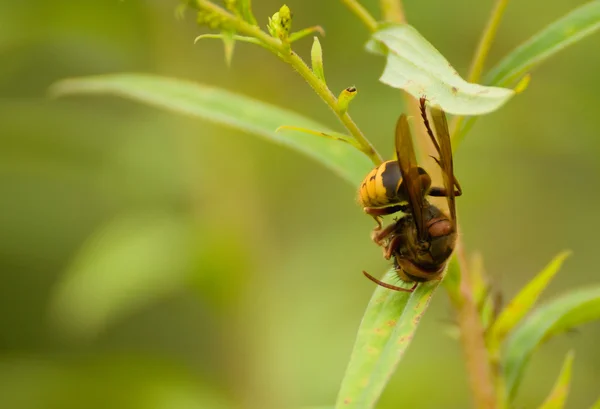 Европейский шершень, Vespa crabro — стоковое фото