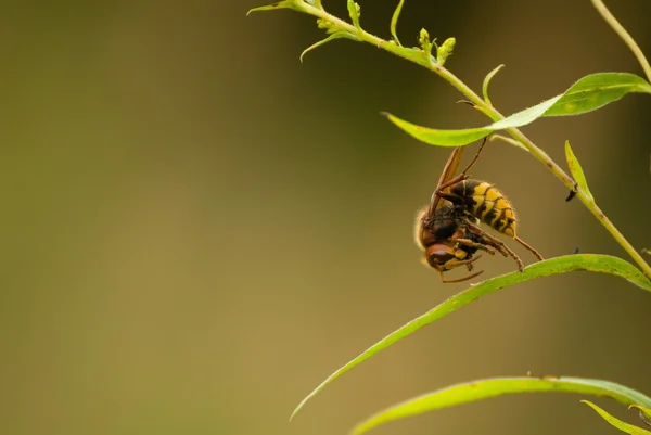 Vespa crabro, vespa europeia — Fotografia de Stock