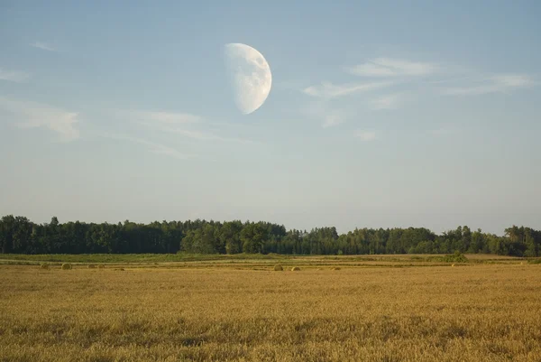 Veld en maan — Stockfoto