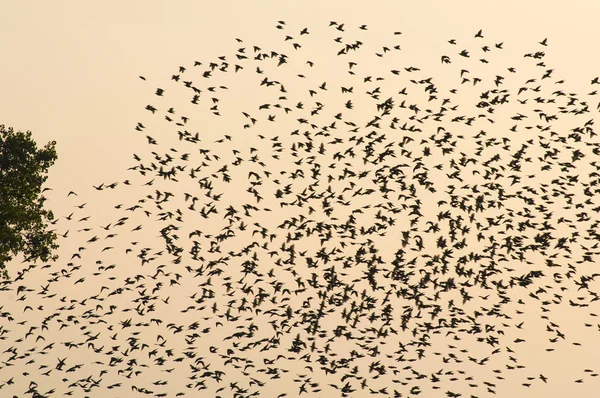 Špaček obecný sturnus vulgaris — Stock fotografie