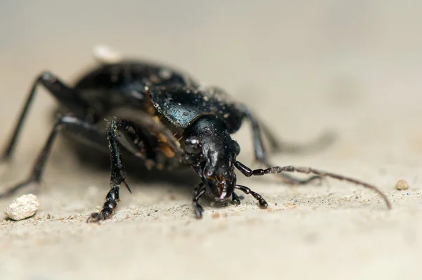 Carabus glabratus — Foto de Stock