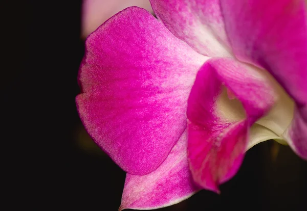 Orquídea — Fotografia de Stock