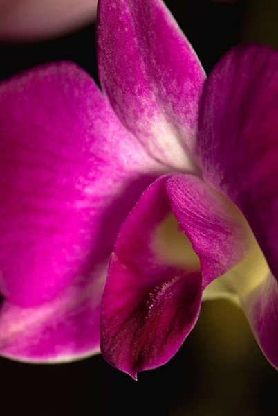 Orquídea — Fotografia de Stock