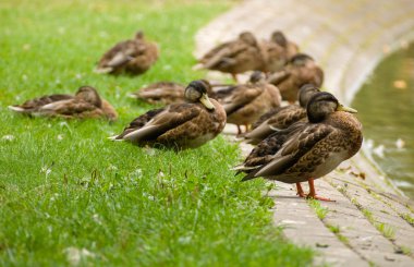 Yaban ördeği, yaban ördeği ördek, anas platyrhynchos