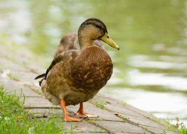 Yaban ördeği, yaban ördeği ördek, anas platyrhynchos