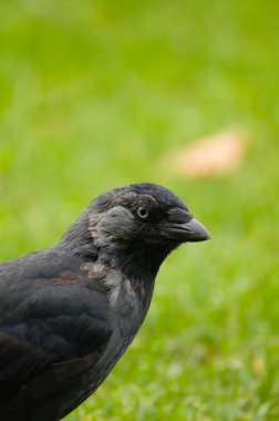 Coloeus monedula