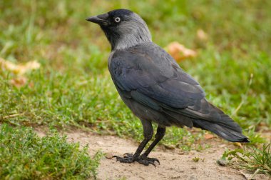 Coloeus monedula