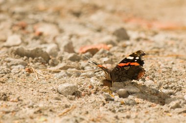 Kırmızı Amiral - vanessa atalanta