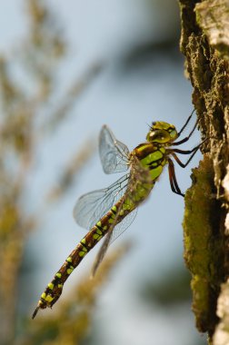 Aeshna cyanea