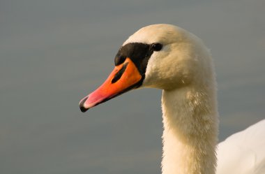 Kuğu - kuğu rengi