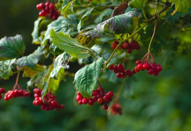 Viburnum opulus clipart