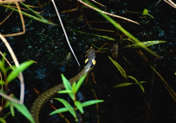 Cobra-relva — Fotografia de Stock