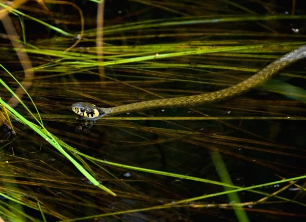 Grass snake — Stock Photo, Image