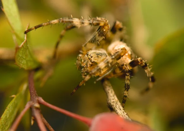 Araneus Wikidruzích. — Stock fotografie