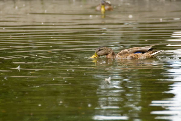 Mallard, ánade real, Anas platyrhynchos —  Fotos de Stock