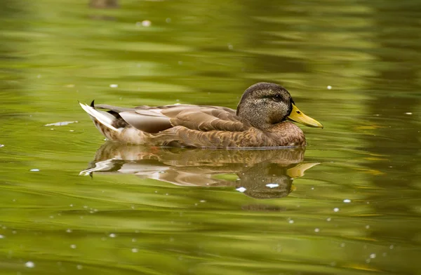 Kachna, kachna, anas platyrhynchos — Stock fotografie